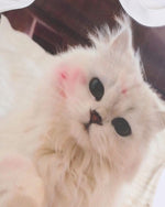 かわいい猫のシンプルな半袖